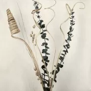 Cane Cone natural - flor seca para tus creaciones DIY x1 varilla