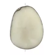 Semilla de Tagua trabajada 35-50 mm Marfil x1