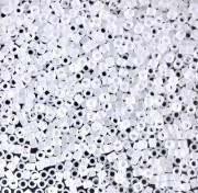 Miyuki Delica 11/0  DB0741 - Crystal Mat paquete de 100g|raw }}