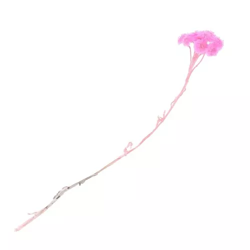 Immortelle du Var Rosa - Flor seca perfecta para creaciones DIY DIY x1tallo
