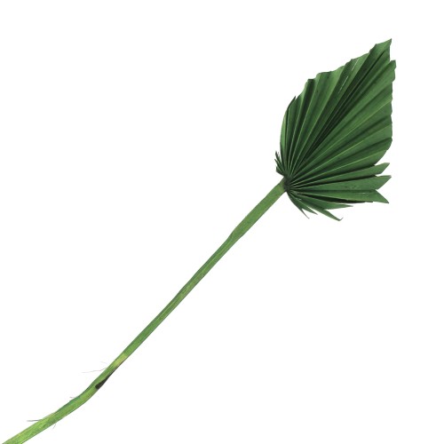 Hoja de palmera seca Verdee para creación DIY x1tallo