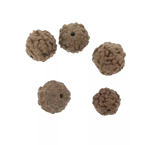 Cuentas Rudraksha naturales lágrimas de Shiva 8 mm x20