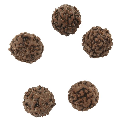 Cuentas Rudraksha naturales lágrimas de Shiva 12 mm x10