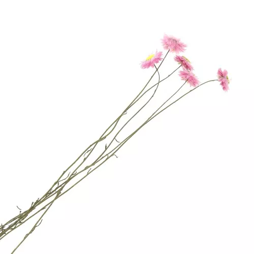 Flor secas para creaciones DIY personalizadas  x5
