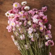 Flor secas para creaciones DIY personalizadas x5