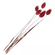 Flores de Phalaris Rojo secas para tus creaciones DIY x10 varillas