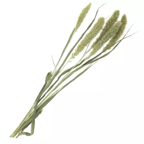 Flores Setarias Verde secas para tus creaciones DIY x5 varillas