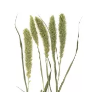 Flores Setarias Verde secas para tus creaciones DIY x5 varillas
