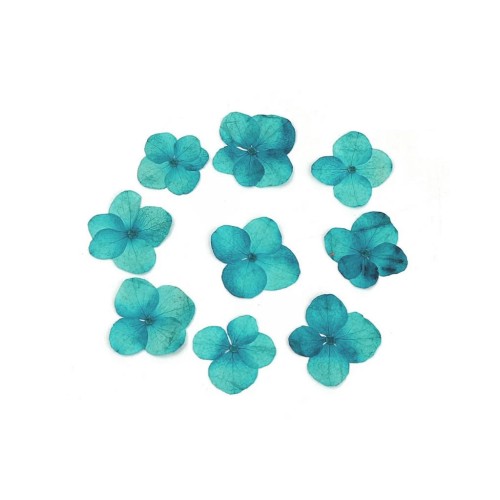 Flores secas y prensadas con plancha - Hortensia azul x1