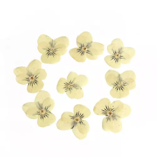 Flores secas y prensadas con plancha - Pensamiento amarillo claro x1