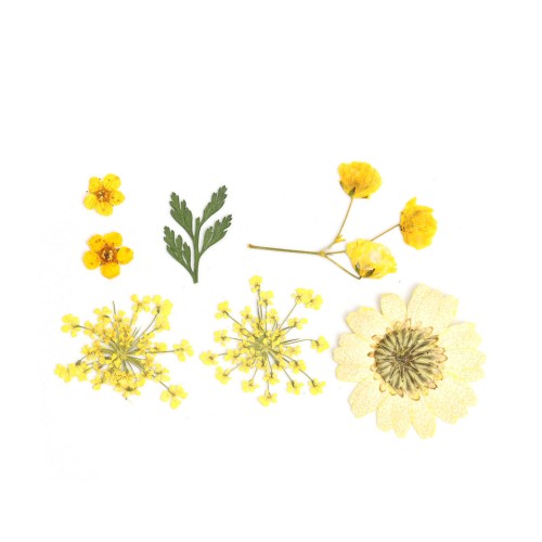 Flores secas y prensadas con plancha para DIY - Amarillo x1