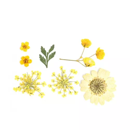 Flores secas y prensadas con plancha para DIY - Amarillo x1