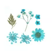 Flores secas y prensadas con plancha para DIY - Azul x1