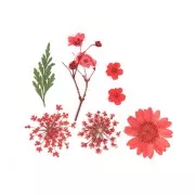 Flores secas y prensadas con plancha para DIY - Rojo x1