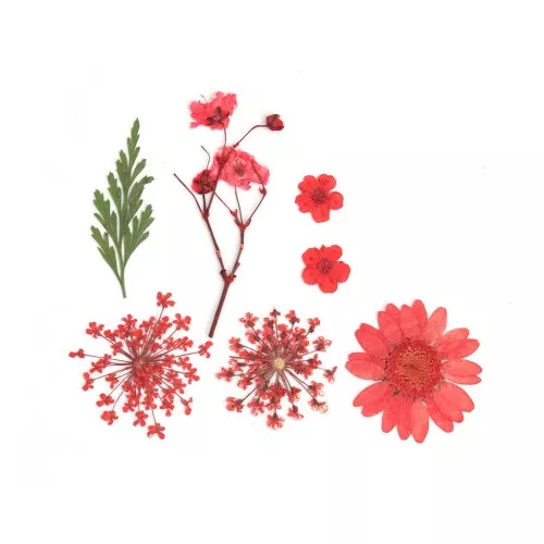 Flores secas y prensadas con plancha para DIY - Rojo x1