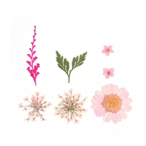 Flores secas y prensadas con plancha para DIY - Rosa x1