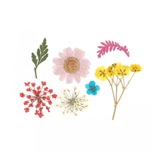 Flores secas y prensadas con plancha para DIY - Multicolor x 1
