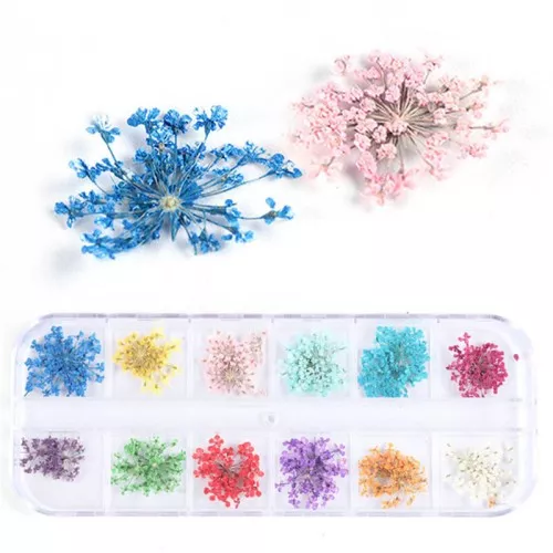 Surtido en caja de 25 flores secas y prensadas - Multicolor