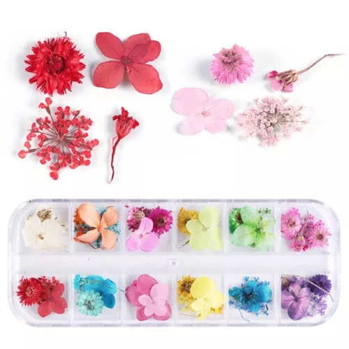 Surtido en caja de 48 flores secas y prensadas - Multicolor