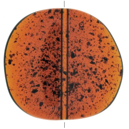 Disco irregular de resina transparente 37x39 mm - Ambar moteado x1