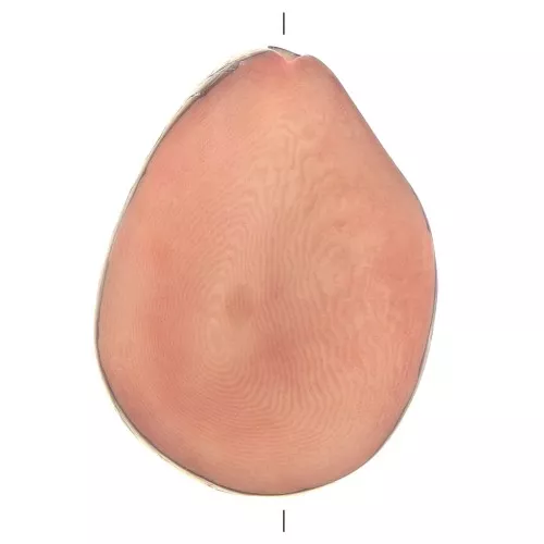 Semilla de Tagua irregular 35-50 mm Salmón x1