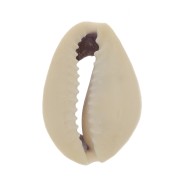 Surtido de conchas Cauri entre 18 y 20 mm - Natural x10|raw }}