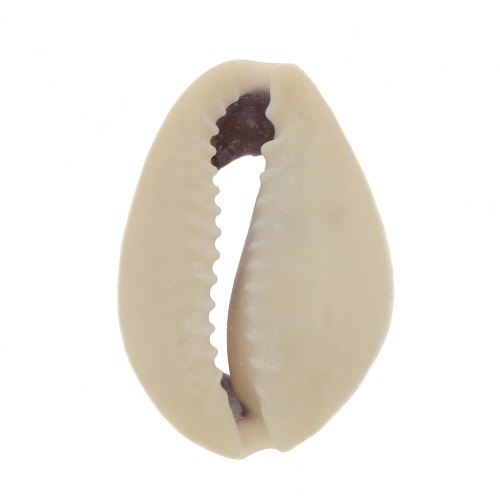 Surtido de conchas Cauri entre 18 y 20 mm - Natural x10