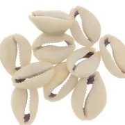 Surtido de conchas Cauri entre 18 y 20 mm - Natural x10