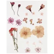 Flores secas y prensadas con plancha para DIY - Rosa claro x 1