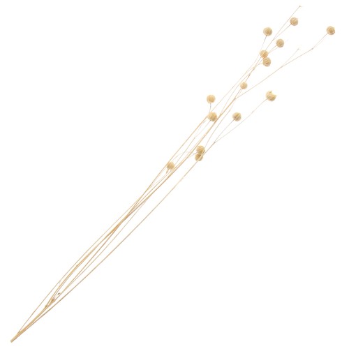 Lino natural seco para arreglos florales x1 tallos