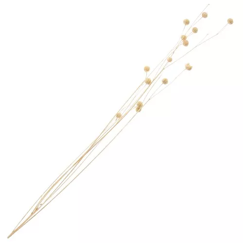 Lino natural seco para arreglos florales x1 tallos