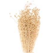Lino natural seco para arreglos florales x1 tallos