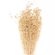 Lino natural seco para arreglos florales x1 tallos