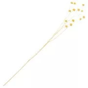 Fleurs séchées