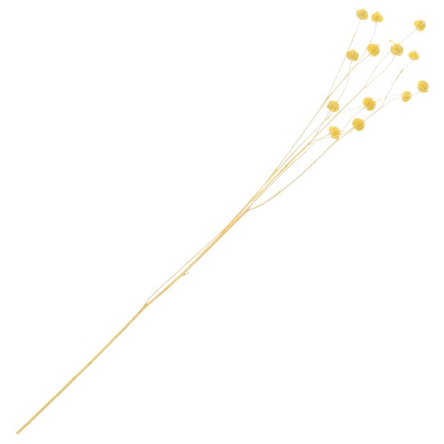 Lino seco amarillo para arreglos florales x1 tallo