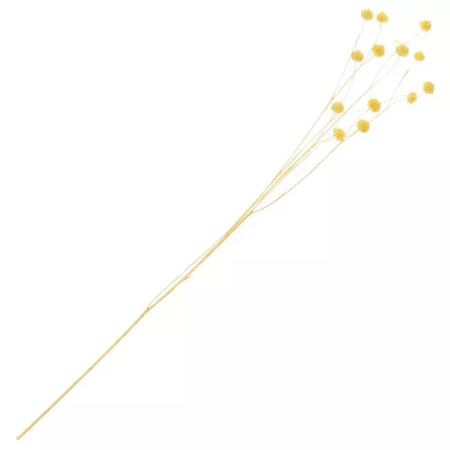 Lino seco amarillo para arreglos florales x1 tallo