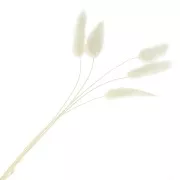 Lagurus seco - blanco - para arreglo floral x5 tallos