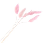 Lagurus seco - rosa - para arreglo floral x5 tallos