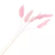 Lagurus seco - rosa - para arreglo floral x5 tallos