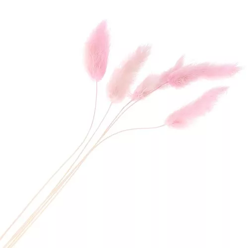 Lagurus seco - rosa - para arreglo floral x5 tallos