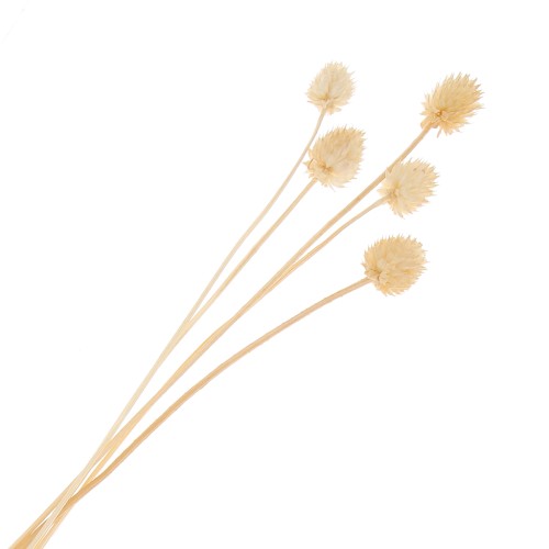 Carderia japonesa seca - natural - para arreglos florales x5 tallos