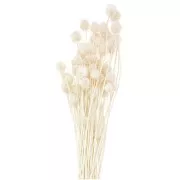 Carderia japonesa seca - natural - para arreglos florales x5 tallos