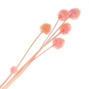 Carderia japonesa seca - rosa - para arreglos florales x5 tallos|raw }}