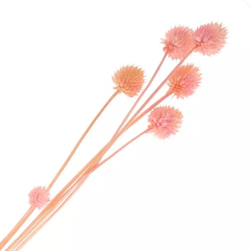 Carderia japonesa seca - rosa - para arreglos florales x5 tallos