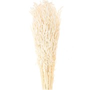 Avena seca natural para arreglos florales x5 tallos