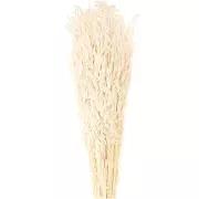 Avena seca natural para arreglos florales x5 tallos