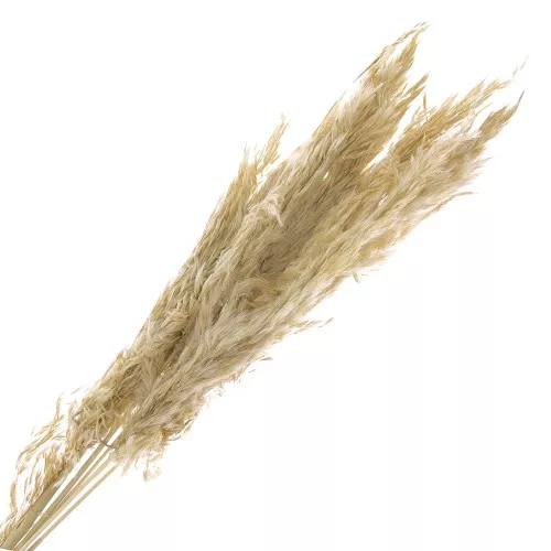 Hierba de la pampa natural seca para arreglos florales x6 tallos