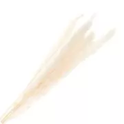 Hierba de la pampa blanca seca para arreglos florales x6 tallos