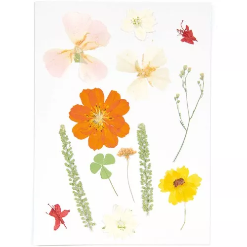 Surtido de flores secas y prensadas sobre tabla - Mix nature Naranja