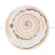 Cuenta de concha de 17 mm - Natural x1